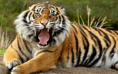 Welcome back BENGALS!